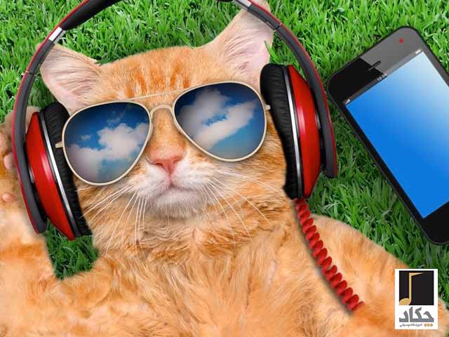 تاثیر موسیقی بر گربه ها