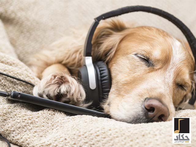 تاثیر موسیقی بر سگ ها